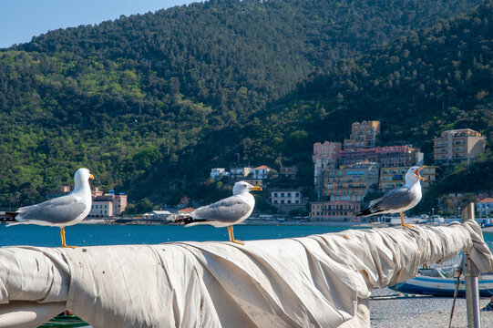 Varigotti, Liguria, Italia. Gabbiani sul molo di Varigotti, Italia