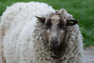 Naklejka premium Close-up portrait of a woolly sheep with hay in its fleece
