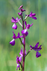 Anacamptis laxiflora