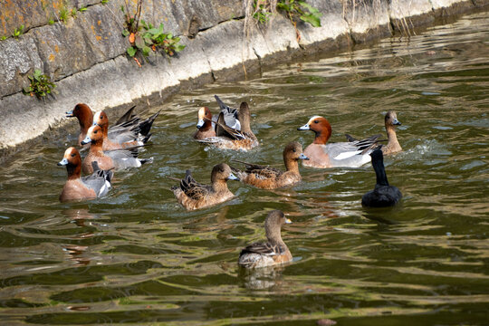 Lively group of Eurasian wigeons swimming together near a stone wall in a moat