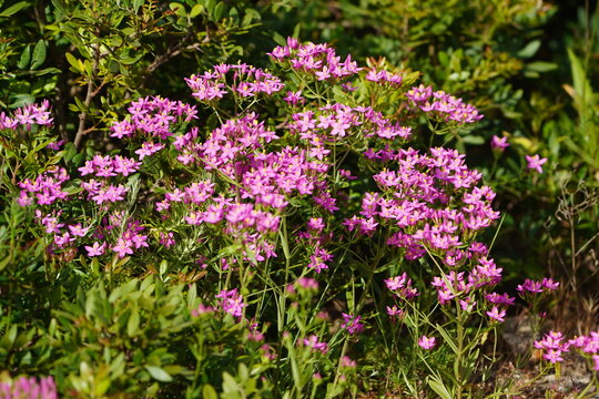 The picture shows the common centaury (Centaurium erythraea). Near Lagos in the Algarve, Portugal.
