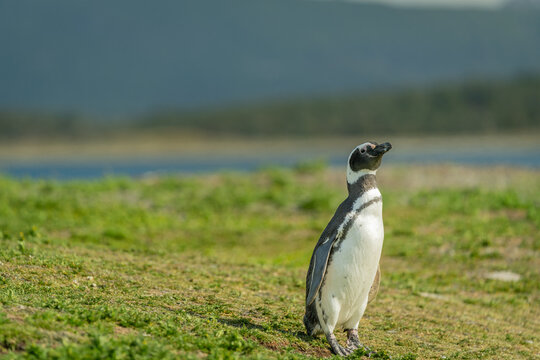 El ping&uuml;ino de Magallanes (Spheniscus magellanicus), denominado tambi&eacute;n ping&uuml;ino patag&oacute;nico, es una especie de ave de la familia de los ping&uuml;inos (Spheniscidae), que nidifica en las islas Malvinas y e