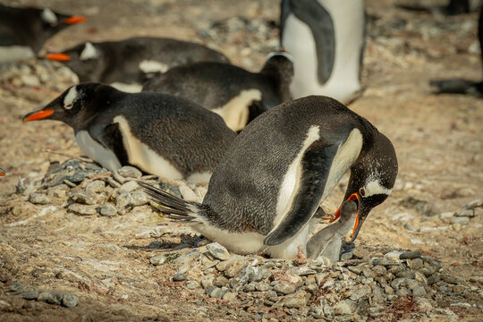 El ping&uuml;ino pap&uacute;a o de vincha (Pygoscelis papua), tambi&eacute;n conocido como ping&uuml;ino juanito, es una especie de ave esfenisciforme de la familia Spheniscidae.
