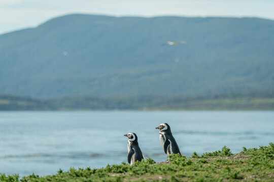 El ping&uuml;ino de Magallanes (Spheniscus magellanicus), denominado tambi&eacute;n ping&uuml;ino patag&oacute;nico, es una especie de ave de la familia de los ping&uuml;inos (Spheniscidae), que nidifica en las islas Malvinas y e