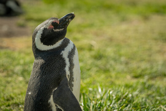 El ping&uuml;ino de Magallanes (Spheniscus magellanicus), denominado tambi&eacute;n ping&uuml;ino patag&oacute;nico, es una especie de ave de la familia de los ping&uuml;inos (Spheniscidae), que nidifica en las islas Malvinas y e