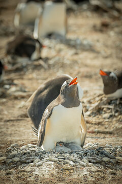 El ping&uuml;ino pap&uacute;a o de vincha (Pygoscelis papua), tambi&eacute;n conocido como ping&uuml;ino juanito, es una especie de ave esfenisciforme de la familia Spheniscidae.