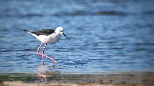 Black-winged stilt bird foraging in shallow water on a sunny day