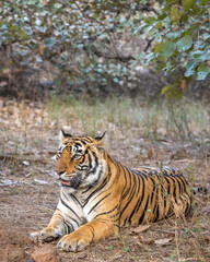 Obraz premium Female Bengal tiger resting in dry forest at Ranthambore National Park
