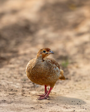 Grey francolin standing on sandy ground at Ranthambore National Park