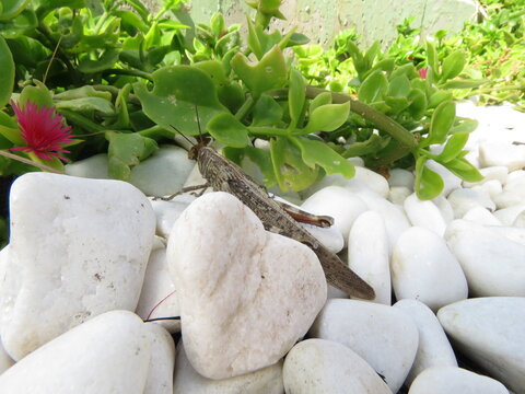 Egyptian grasshopper or Egyptian locust (Anacridium aegyptium)