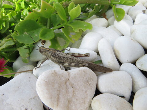 Egyptian grasshopper or Egyptian locust (Anacridium aegyptium)