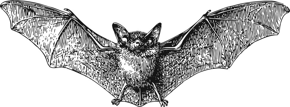 Vintage detailed illustration of a bat with outstretched wings isolated on white background