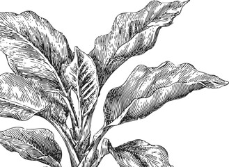 Naklejka premium Detailed vintage botanical illustration of large banana plant leaves in black and white