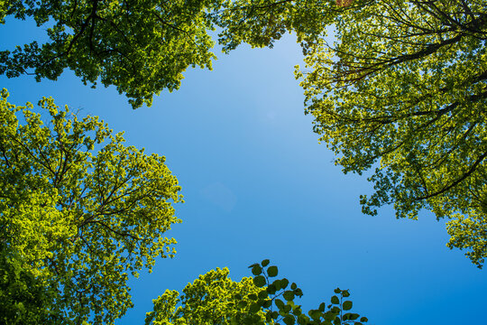 Low angle view of lush green tree canopies framing a clear blue sky with bright summer sunlight in a peaceful forest grove
