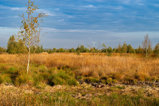 Moorlandschaft unter Klimawandel - Das Bild zeigt die gro&szlig;fl&auml;chigen Auswirkungen von Klimawandel und D&uuml;rre auf nat&uuml;rliche Lebensr&auml;ume und dient als visuelles Symbol f&uuml;r Umweltver&auml;nderung.