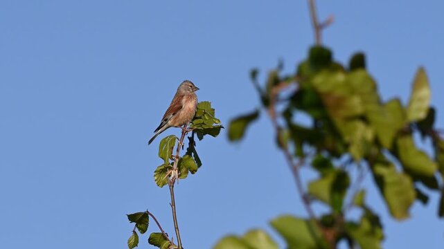 Vogel am fr&uuml;hlings morgen bei Sonnenaufgang