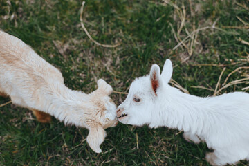 Naklejka premium Goat, kid, animals, outdoor, nature, friendship, interaction, closeup, gentle, playful moment in a sunlit meadow as two young goats greet nose to nose, candid outdoor scene with grass and foliage,