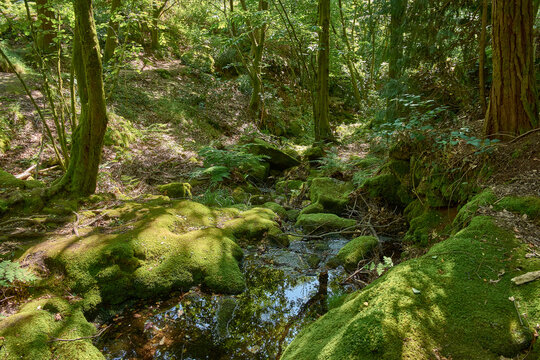 Serene corner in Monte Aloia Natural Park with a pool and lush vegetation