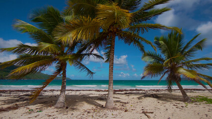Tropical beach paradise with three vibrant palm trees, a serene ocean coastline, and clear blue sky, perfect for travel and vacation themes. © Shanza