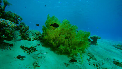 Vibrant underwater scene, lush green algae growing on sandy seabed, tropical fish swimming near coral reef. Marine life habitat, ocean ecosystem, clear blue water for nature and travel content. © Shanza