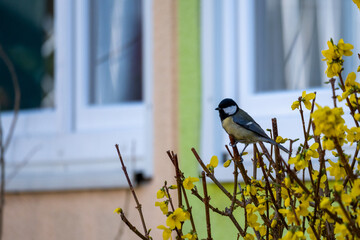 Great tit bird on yellow spring flowers © Daniel