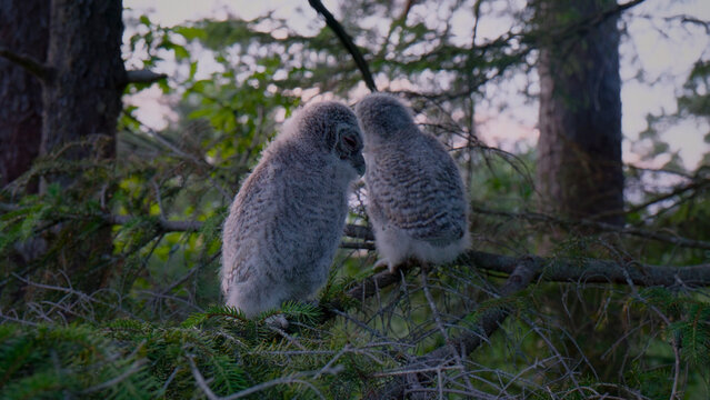 Two adorable fluffy owlets perched together on a mossy tree branch, young owls in a dark forest, a heartwarming wildlife moment, nature's tender bond, perfect for conservation and animal themes.