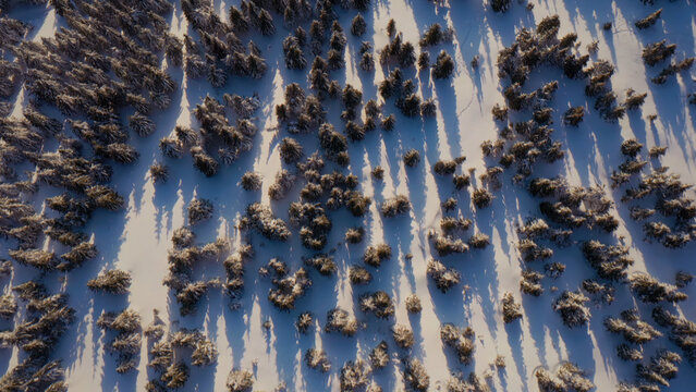 Aerial view of a pristine winter forest, snow-covered pine trees casting long shadows across the white landscape, a serene and expansive natural wilderness scene for seasonal and environmental