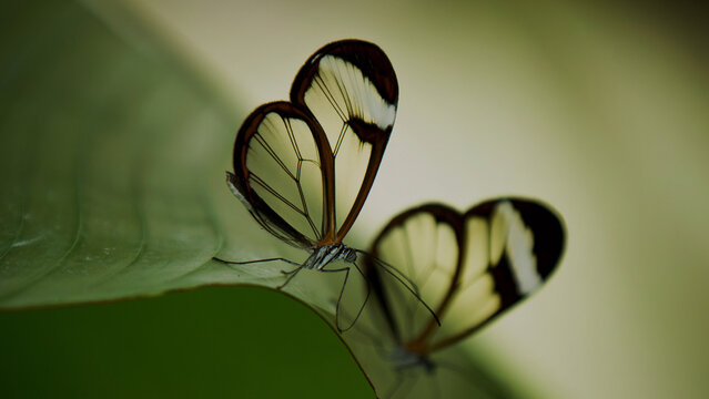 Two delicate glasswing butterflies, Greta oto, perched on a vibrant green leaf, showcasing their transparent wings and intricate patterns. A beautiful macro shot of these unique insects in their