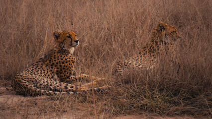 Majestic cheetahs in dry savanna grass, two wild big cats camouflaged in their natural habitat, a powerful predator pair in the African wilderness © Shanza