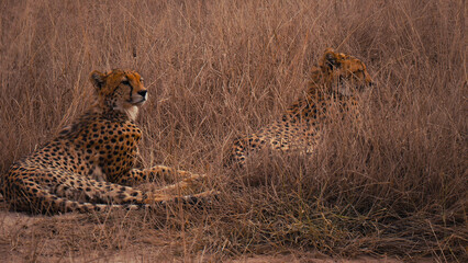 Two majestic cheetahs resting in golden dry grass, a serene wildlife scene capturing the beauty of African safari animals, perfect for nature and conservation themes. © Shanza