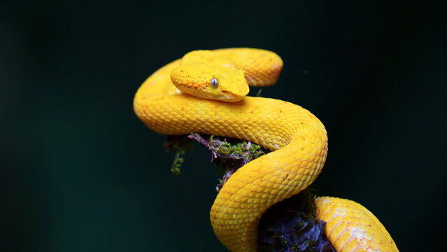 Vibrant yellow Eyelash Viper, a striking venomous snake with rough scales, coiled on a mossy branch, showcasing its unique texture and bright color against a dark, moody background