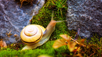 Tiny garden snail with a beautiful yellow shell, slowly crawling on vibrant green moss, a close-up macro shot capturing the delicate details of this small mollusk in its natural habitat © Shanza