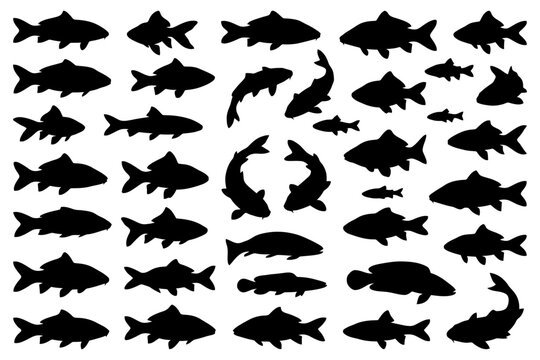 Diverse collection of fish silhouettes showcasing variety of aquatic life.