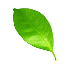 Obraz premium Fresh green healthy citrus tree leaf