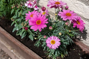 pink flowers in a garden © John Hofboer