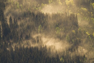 Naklejka premium pollen from spruce trees in the air at a dry stormy spring day