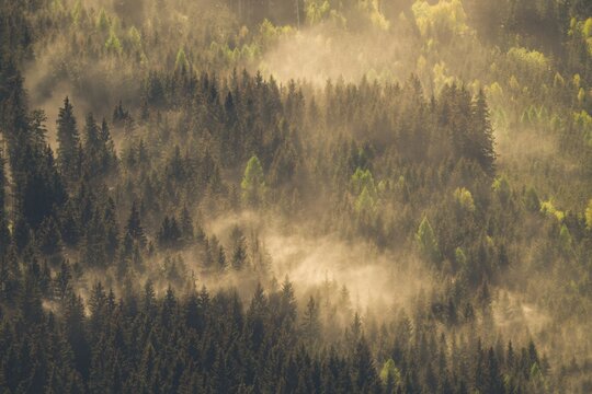 pollen from spruce trees in the air at a dry stormy spring day