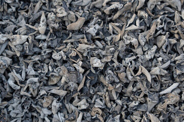 Dry black fungus mushroom background © zhikun sun