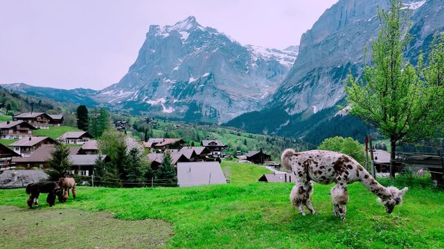 cows in the mountains in Swiss.