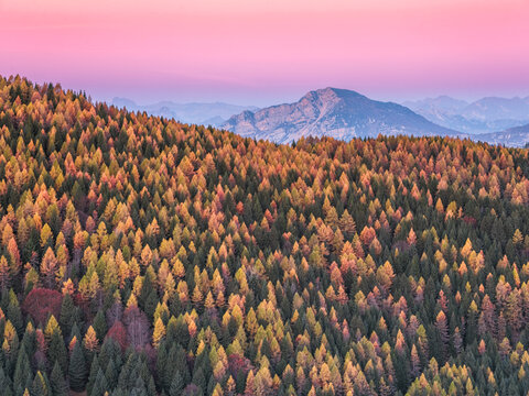 Autumn forest, mountain landscape with colorful trees under a pink sky, a tourism and nature travel destination with copy space.  Paganella plateau, Trentino, Italy.