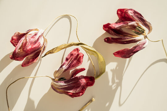Red tulip bouquet with twisted stems creating layered shadow effects