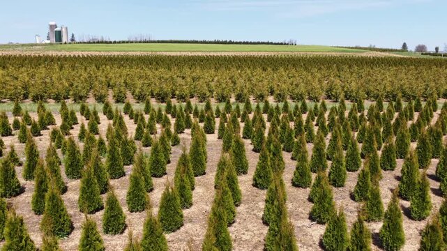 Aerial drone view over sunny spring fields near East Petersburg Pennsylvania with neat rows of evergreen trees, rolling farmland and rural landscape. Peaceful American countryside scenery in USA.