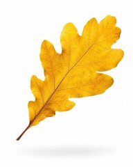 Fototapeta premium Single yellow oak leaf isolated on white floating appearance with a subtle soft shadow graceful diagonal composition clean seamless white background luminous autumn color