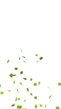 Falling Green Clover Leaves Confetti, separate alpha mask - 3D rendering animation 