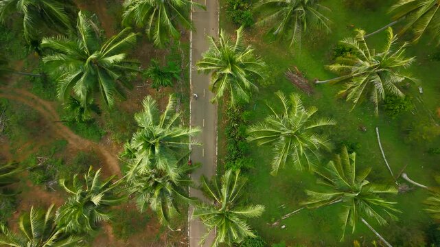 Aerial top-down view of a lush green coconut palm tree plantation.