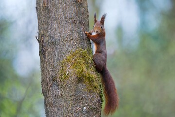 Obraz premium A red squirrel clibs on a tree. A cute european red squirrel in the nature habitat. Sciurus vulgaris