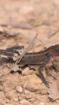Oriental Garden Lizard Resting on Dry Ground in Krabi Thailand