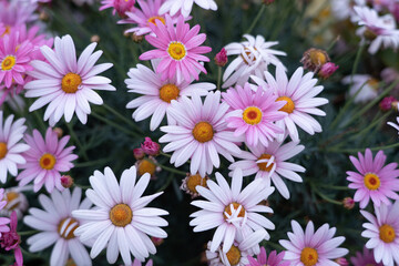 Fototapeta premium Pink and white daisies blooming in a spring garden