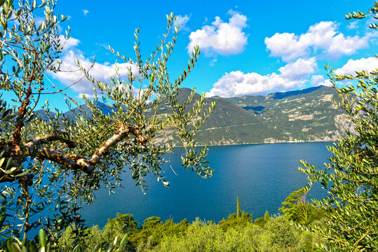 Blick &uuml;ber den Iseosee auf die umliegenden Berge eingerahmt von Olivenzweigen, Italien