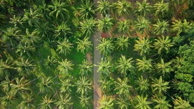 Aerial top-down view of a lush green coconut palm tree plantation.